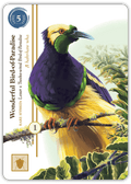 Birdwatcher board game